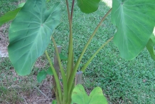Taro-plant