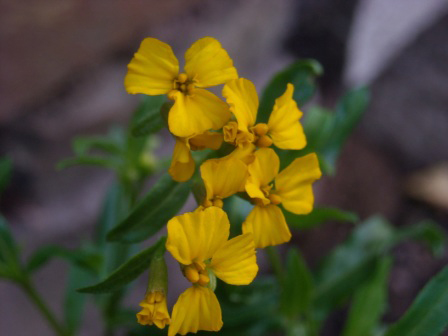 Tarragon-flowers