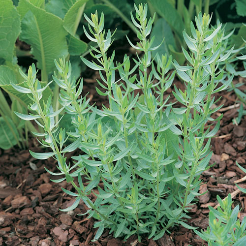 Tarragon-plant