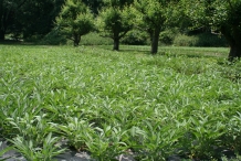 Tarragon-farm
