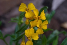 Tarragon-flowers
