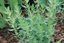 Tarragon-plant