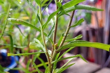 Tarragon-stem