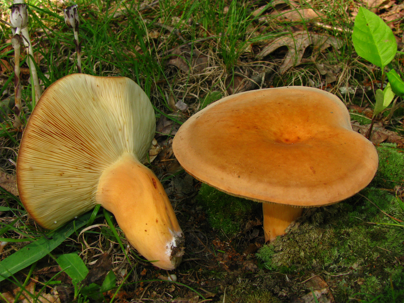 Tawny-Milkcap-mushroom