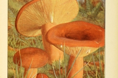 Plant-illustration-of-Tawny-milkcap
