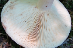 Tawny-Milkcap-gills