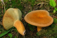 Tawny-Milkcap-mushroom