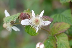 Flower-of-tayberry