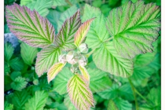 Leaves-of-tayberry