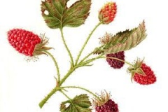 Plant-illustration-of-Tayberry