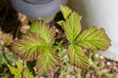 Small-Tayberry-plant