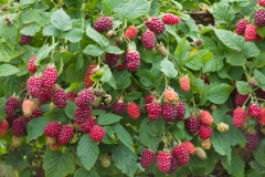 Tayberry-on-the-plants