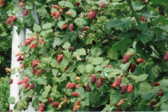 Tayberry-plant