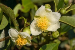 Flower-of-Tea-Plant