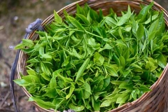 Harvested-Tea-leaves