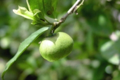 Immature-Fruit-of-Tea-Plant