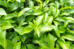 Leaves-of-Tea-Plant
