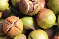 Mature-fruits-of-Tea-Plant