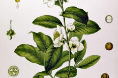 Plant-Illustration-of-Tea-Plant