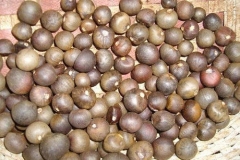Seeds-of-Tea-plant