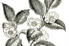 Sketch-of-Tea-Plant