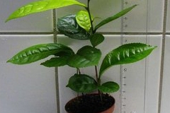 Small-Tea-plant-on-the-pot