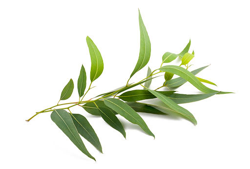 Leaves-of-Tea-Tree