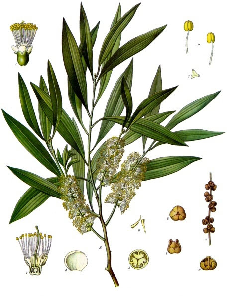 Plant-Illustration-of-Tea-Tree