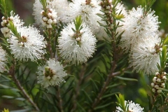 Flowers-of-Tea-Tree
