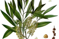 Plant-Illustration-of-Tea-Tree