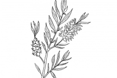 Sketch-of-Tea-Tree