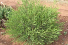Tea-Tree-plant
