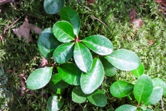 Leaves-of-Teaberry