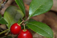 Mature-fruits-of-Teaberry