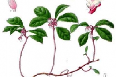 Plant-Illustration-of-Teaberry