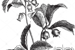 Sketch-of-Teaberry