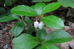 Teaberry-Flowers-blooming