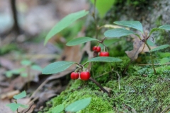 Teaberry-plant-growing-wild