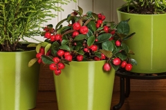 Teaberry-plant-grown-on-pot
