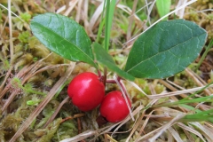 Teaberry-plant