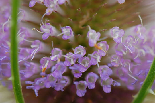 Closer-view-of-Teasel--flower