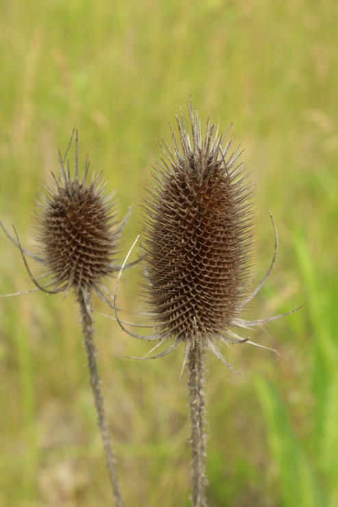 Dried-fruit-of-Teasel-plant
