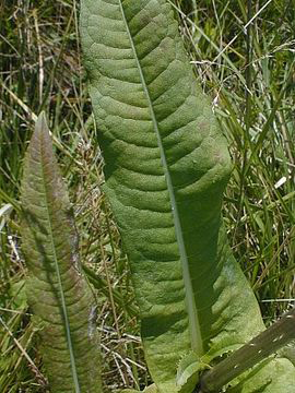 Leaves of-Teasel-plant