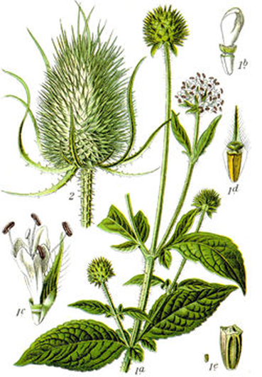 Plant-Illustration-of-Teasel-plant