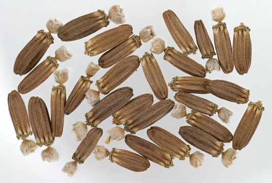 Seeds-of-Teasel-plant