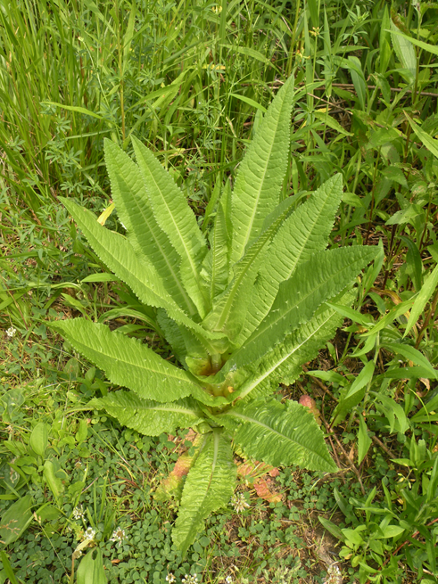 Small-Teasel-Plant
