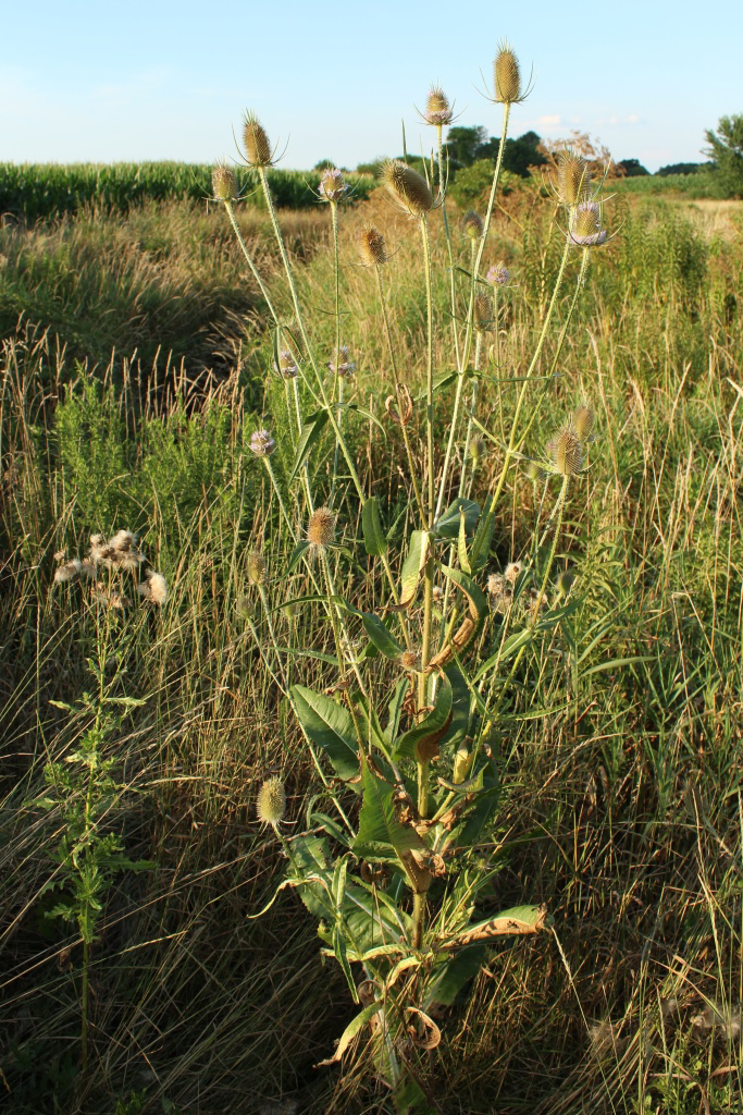 Teasel--Plant-growing-wild