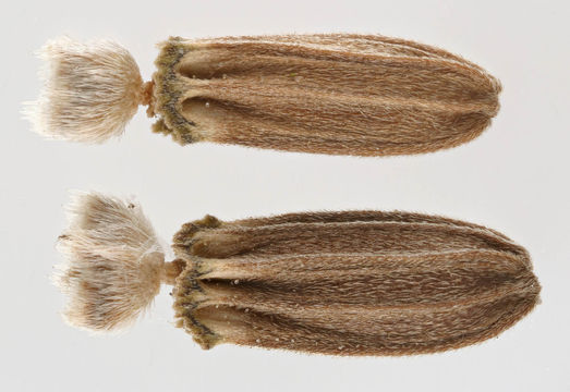 Teasel-Seeds-enlarged