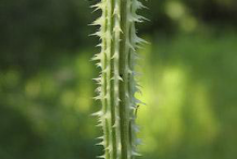 Closer-view-of-Teasel-Stem