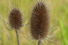Dried-fruit-of-Teasel-plant